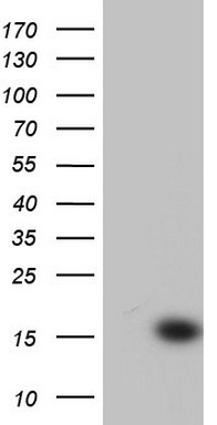 Centrin 1 Antibody
