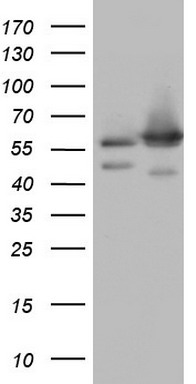 NAE1 Antibody