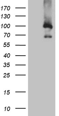 PWWP3A Antibody