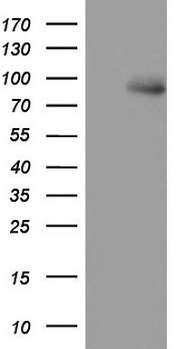 MDM2 Antibody