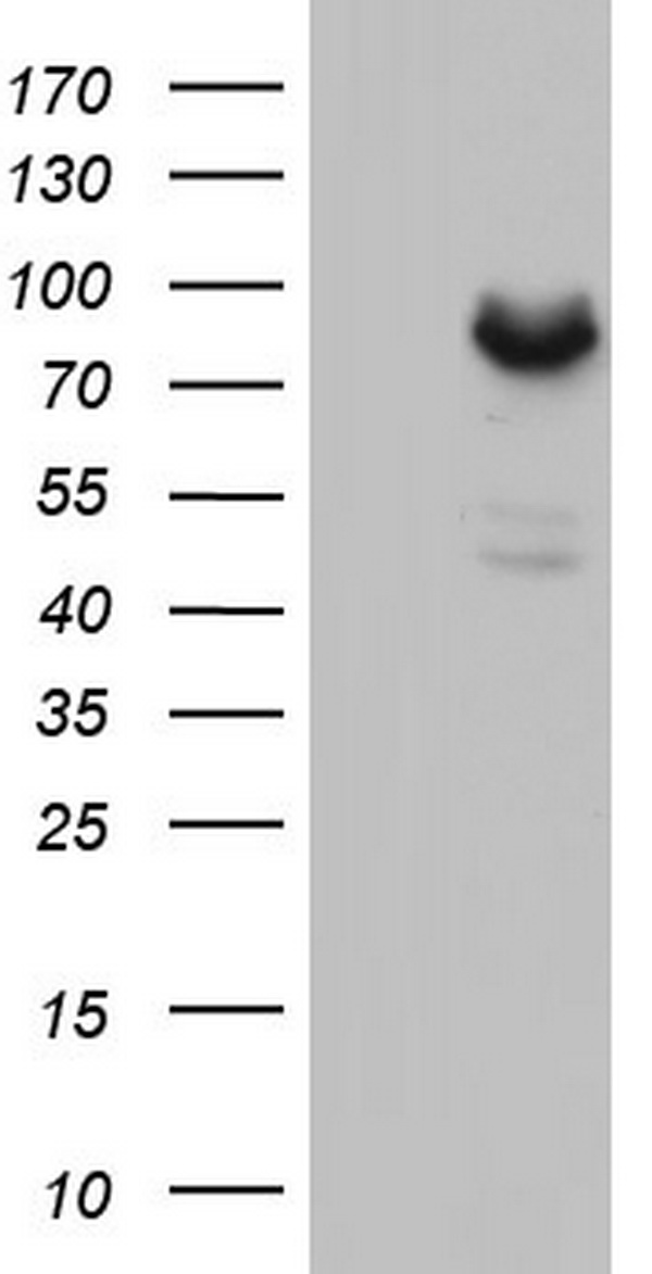 MDM2 Antibody
