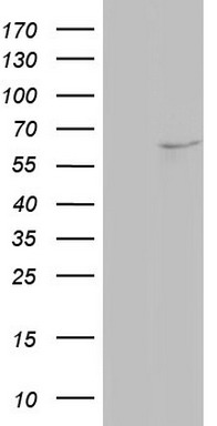 APPBP1 Antibody