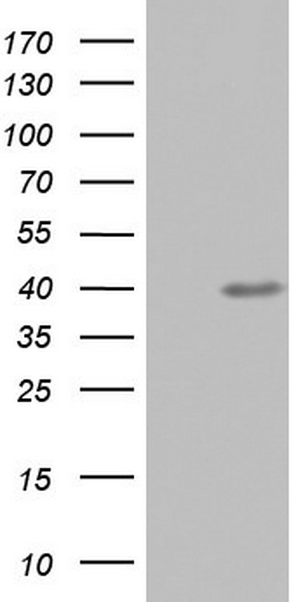 UFD1 Antibody