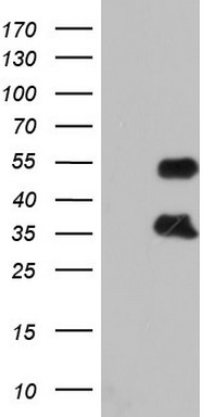 FOSB Antibody