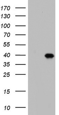 BOULE Antibody