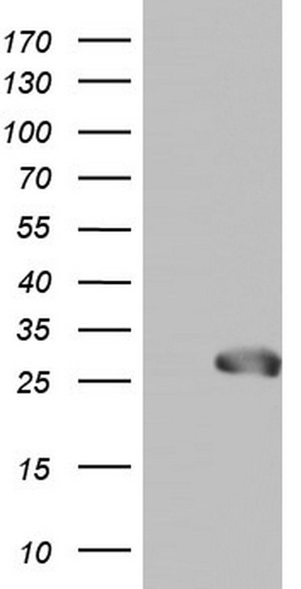 SPA17 Antibody