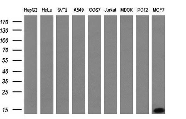S100A9 Antibody