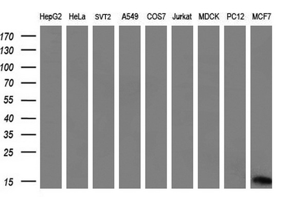 S100A9 Antibody