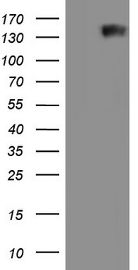 GLI1 Antibody