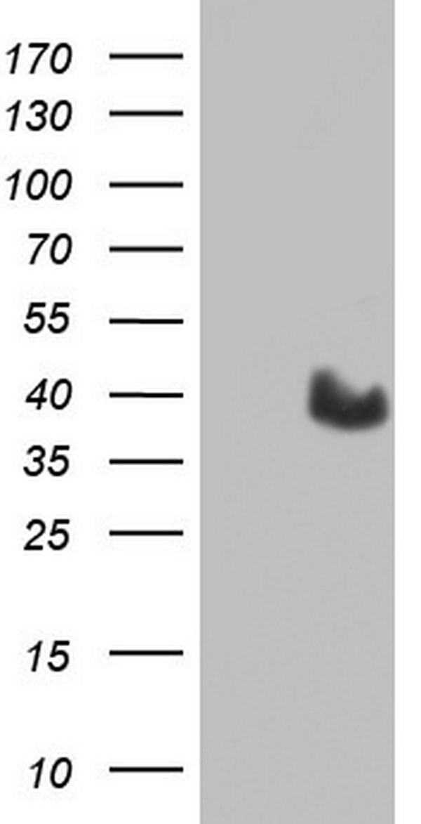 MYF5 Antibody