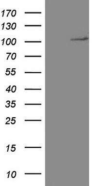 CD34 Antibody