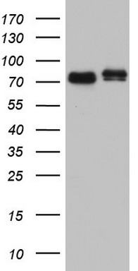 FAF1 Antibody