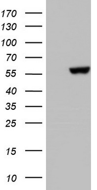 MAPKAPK5 Antibody