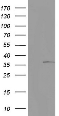 KYNU Antibody