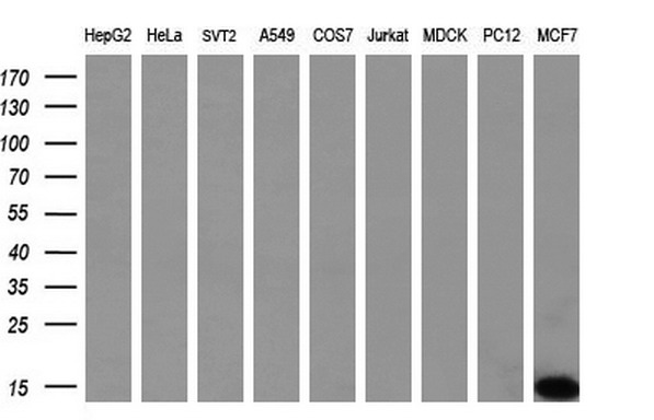 S100A9 Antibody