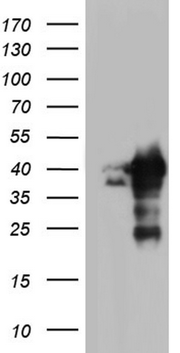 NRBF2 Antibody