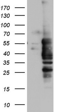 NRBF2 Antibody