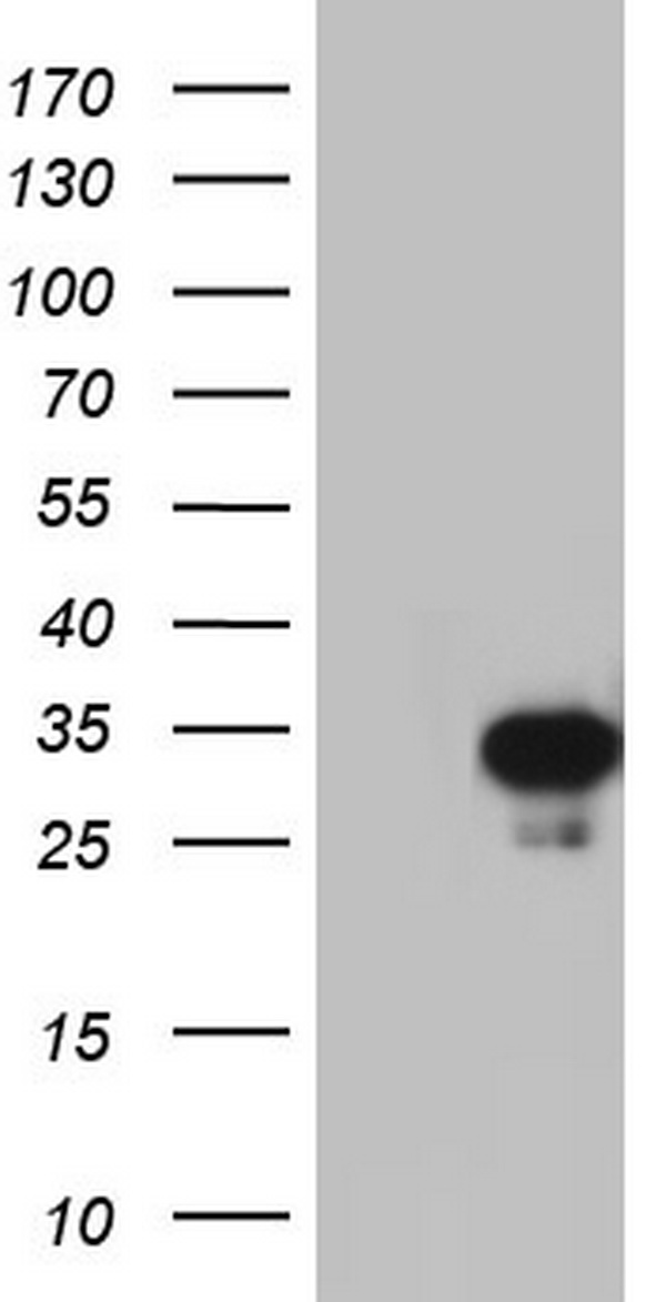 RTRAF Antibody