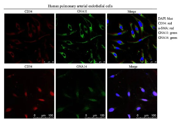 CD34 Antibody