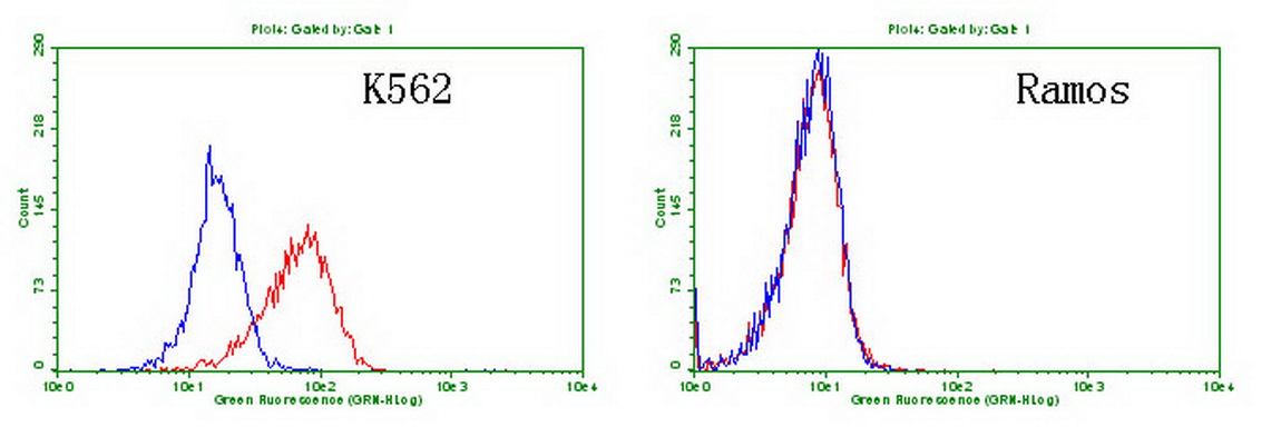CD30 Antibody