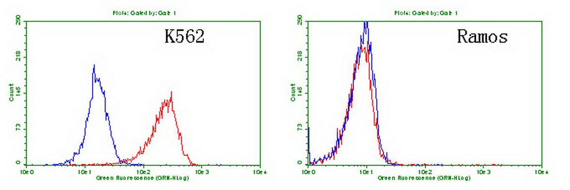 TNFRSF8 Antibody