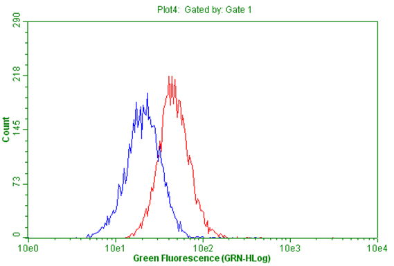 CD63 Antibody