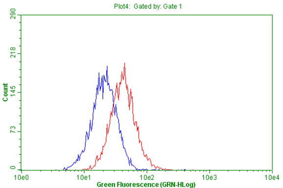 CD63 Antibody