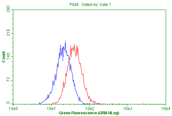 CD63 Antibody