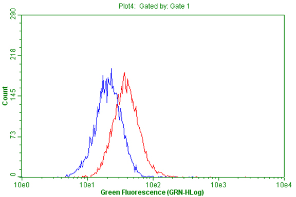 CD63 Antibody