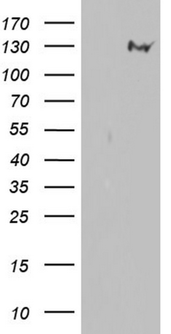 GLI1 Antibody