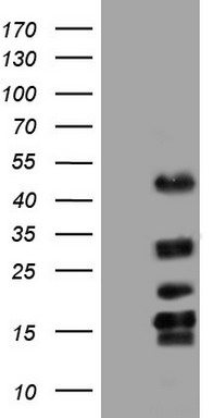 TET3 Antibody