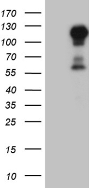 GLI1 Antibody