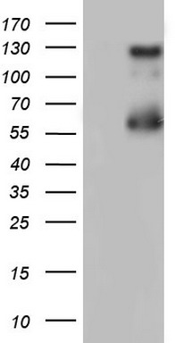 GLI1 Antibody