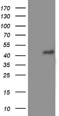 MURF3 Antibody