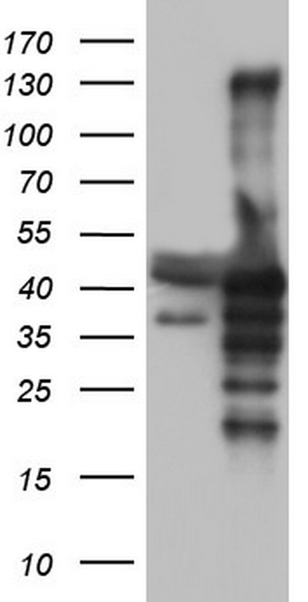 NRBF2 Antibody
