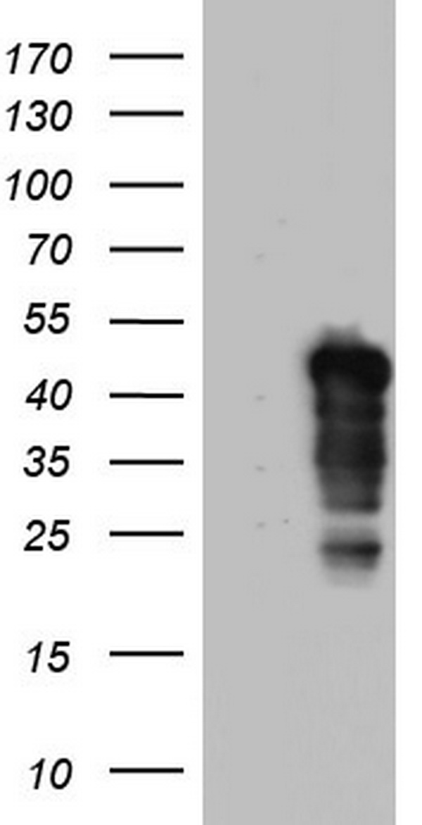 NRBF2 Antibody