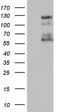 GLI1 Antibody