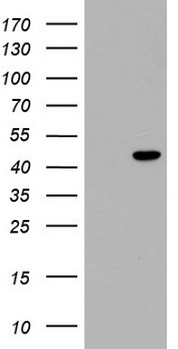 TRIM54 Antibody