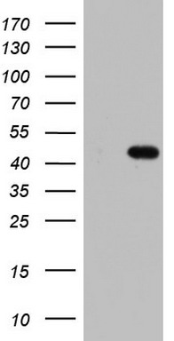 TRIM54 Antibody