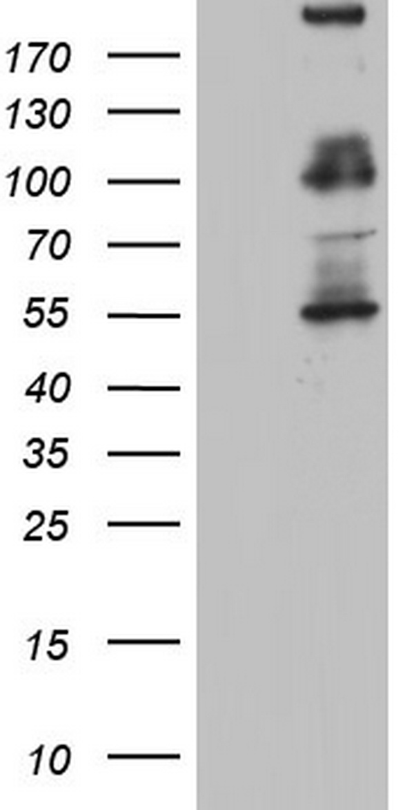 GLI1 Antibody