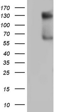 GLI1 Antibody