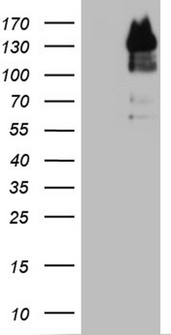 GLI1 Antibody