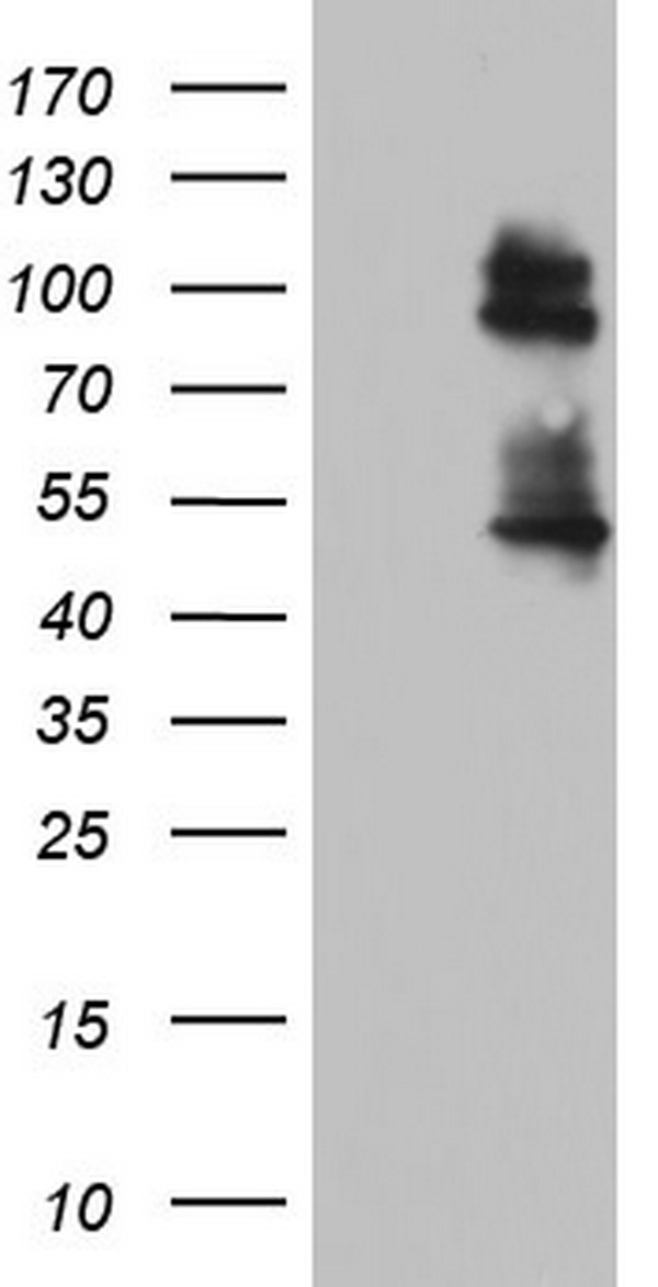 GLI1 Antibody