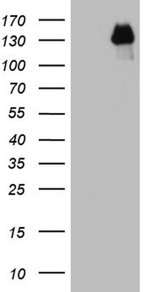 GLI1 Antibody