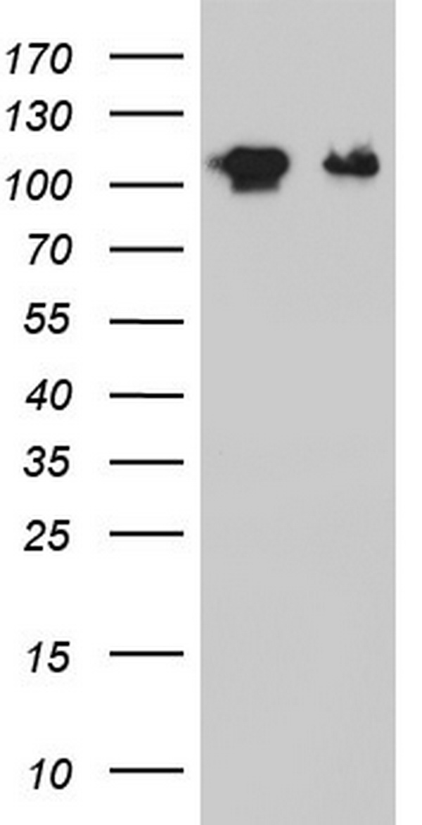 GLI1 Antibody