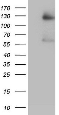 GLI1 Antibody