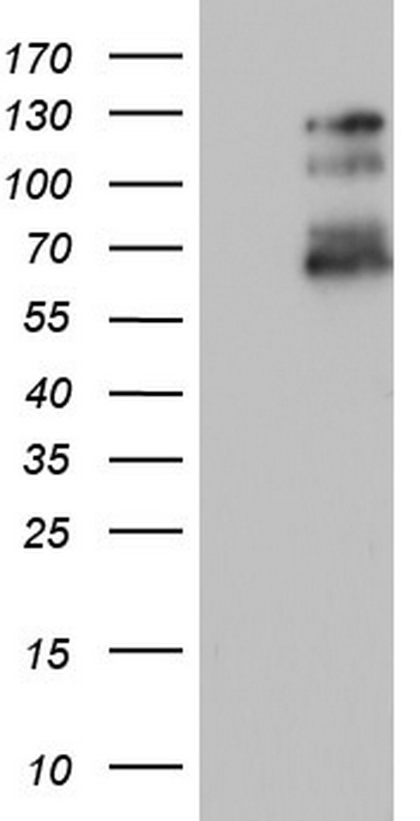 GLI1 Antibody