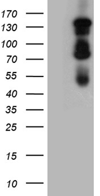 GLI1 Antibody