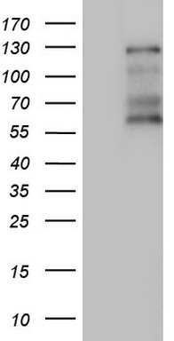 GLI1 Antibody