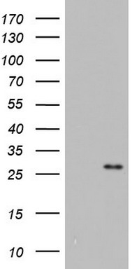 ITGB1BP1 Antibody